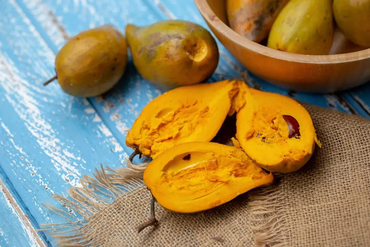 Cannistel Yellow Sapote (2 years old)