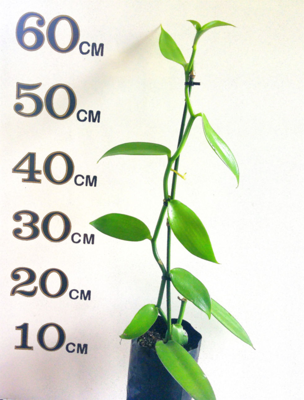 Thumbnail: Vanilla Bean Vine (Already Flowering Cutting)