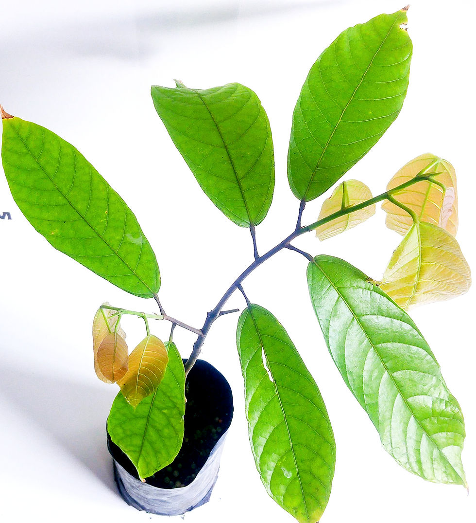 Thumbnail: Cacao Cocoa Tree (Chocolate)Already Fruiting
