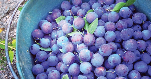 Thumbnail: Davidson Plum Fruit Tree (3 Years old)