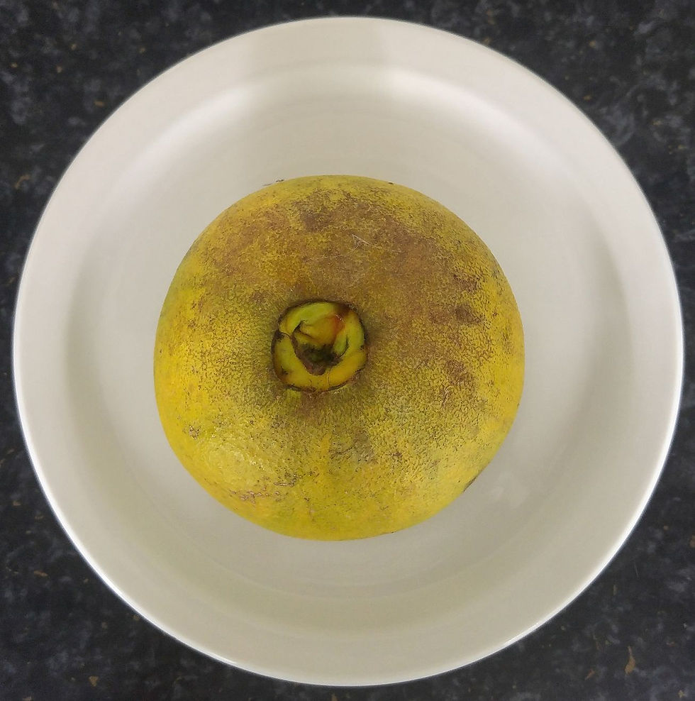 Thumbnail: Blood Orange Fruit Tree Cara Cara (Already Fruiting) QLD POSTAGE ONLY