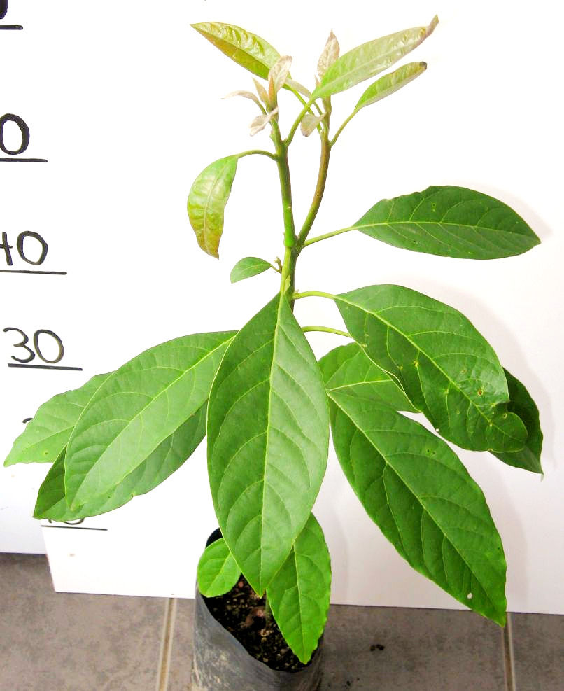 Thumbnail: Avocado Tree (HAAS) 3 years old