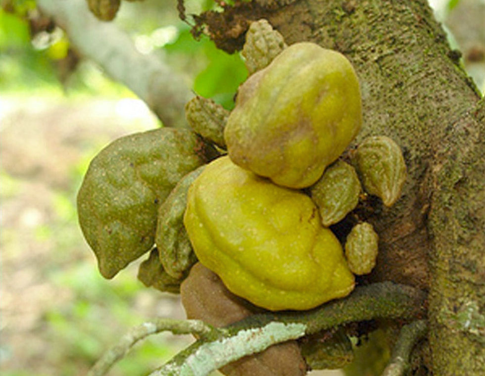 Thumbnail: Nam Nam Tree  ( Cynometra Cauliflora )