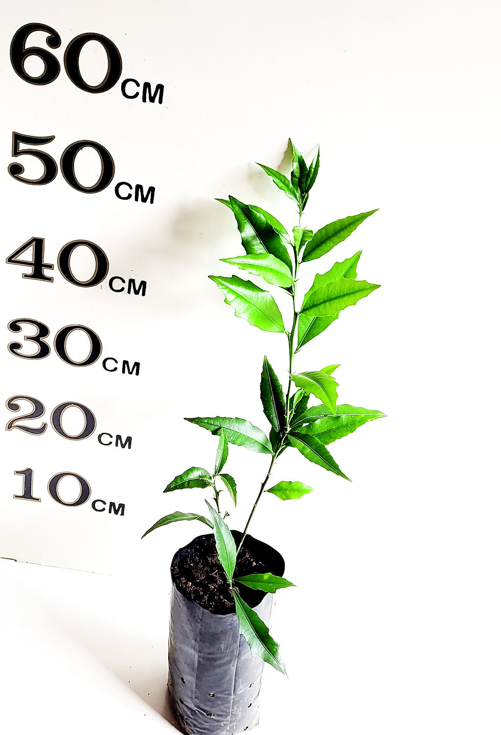 Online Fruit Tree Shop Buy Fruit Trees Online Australia Wide