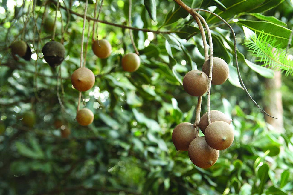 Thumbnail: Macadamia Nut Tree (1 years old)