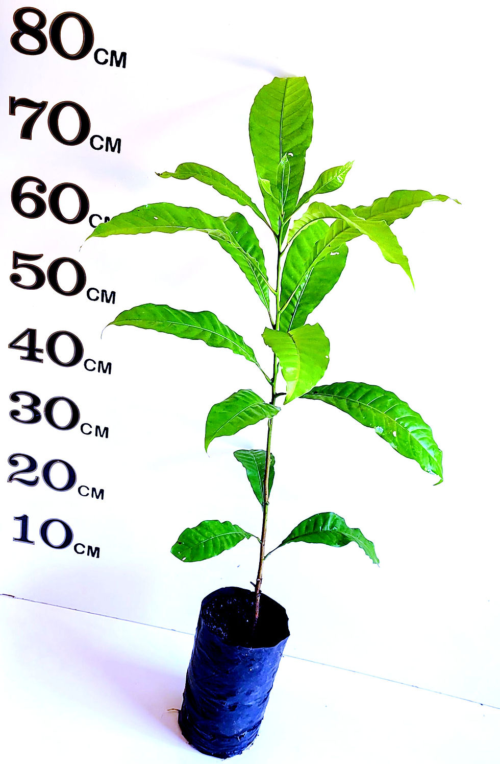 Thumbnail: Abiu E4 Fruit Tree 1 years old