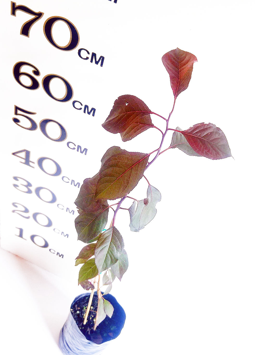 Thumbnail: Yarrahapinni Plum (Already fruiting) Low Chill