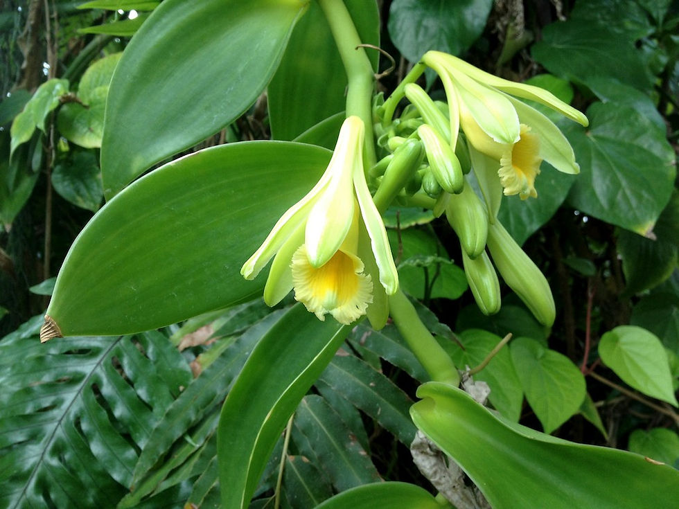 Thumbnail: Vanilla Bean Vine (Already Flowering Cutting)