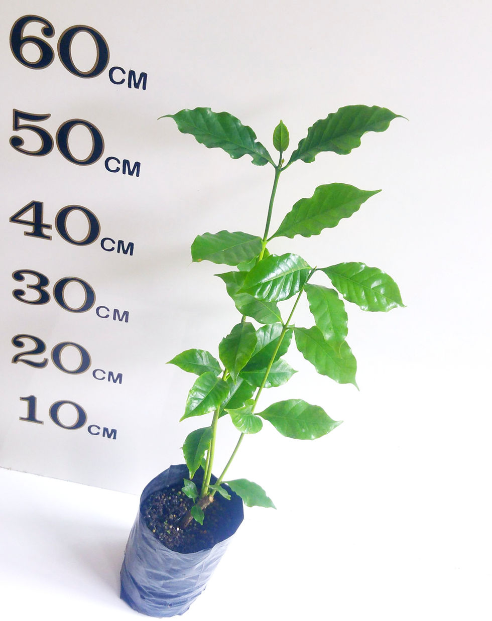 Thumbnail: Coffee Tree Arabica (2 Years old)