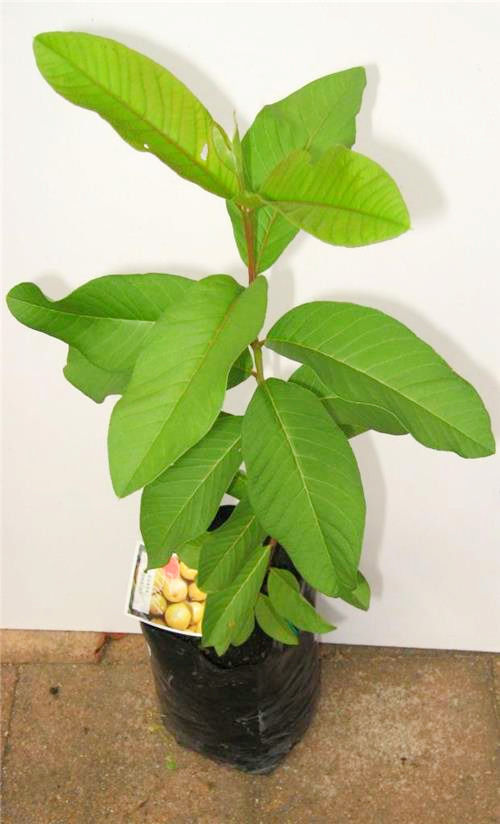 Thumbnail: Guava Tree (Pink Hawaiian) 2 years old