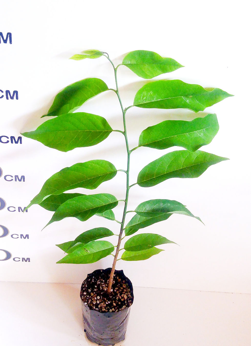 Thumbnail: Custard Apple Tree Red Variety (RARE)