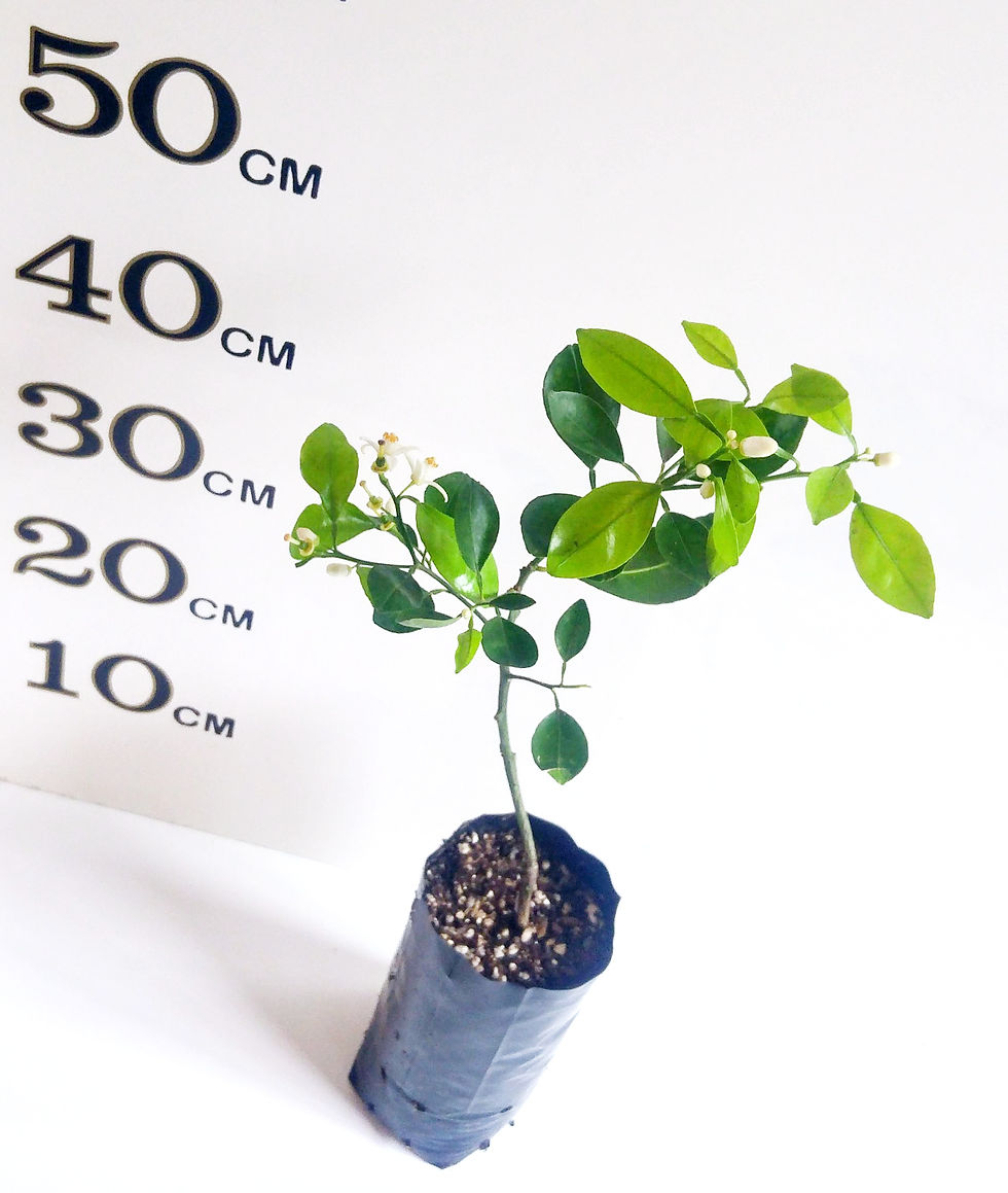 Thumbnail: Tangelo Minneola Tree (Already Fruiting) QLD POSTAGE ONLY