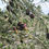 Thumbnail: Olive Tree Manzanillo