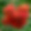 Thumbnail: Rambutan Tree (red) Price is for 1 tree