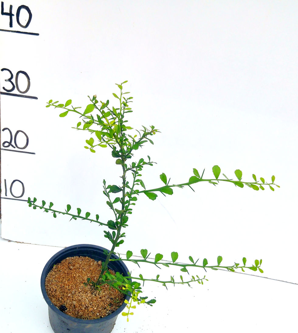 Thumbnail: Finger Lime Tree Jali Red MARCOT (QLD POSTAGE ONLY)