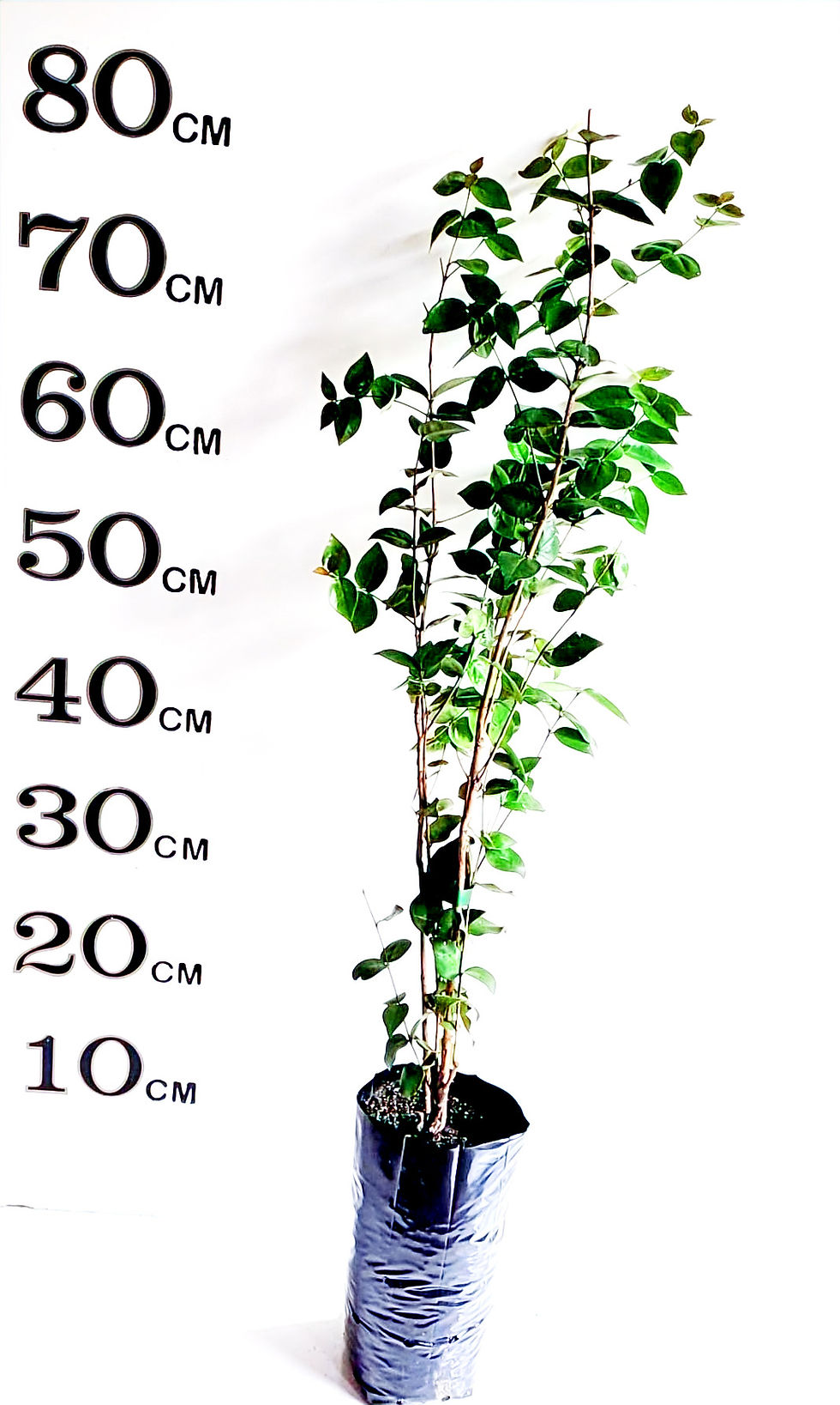 Thumbnail: Brazilian Cherry Black (Already fruiting)