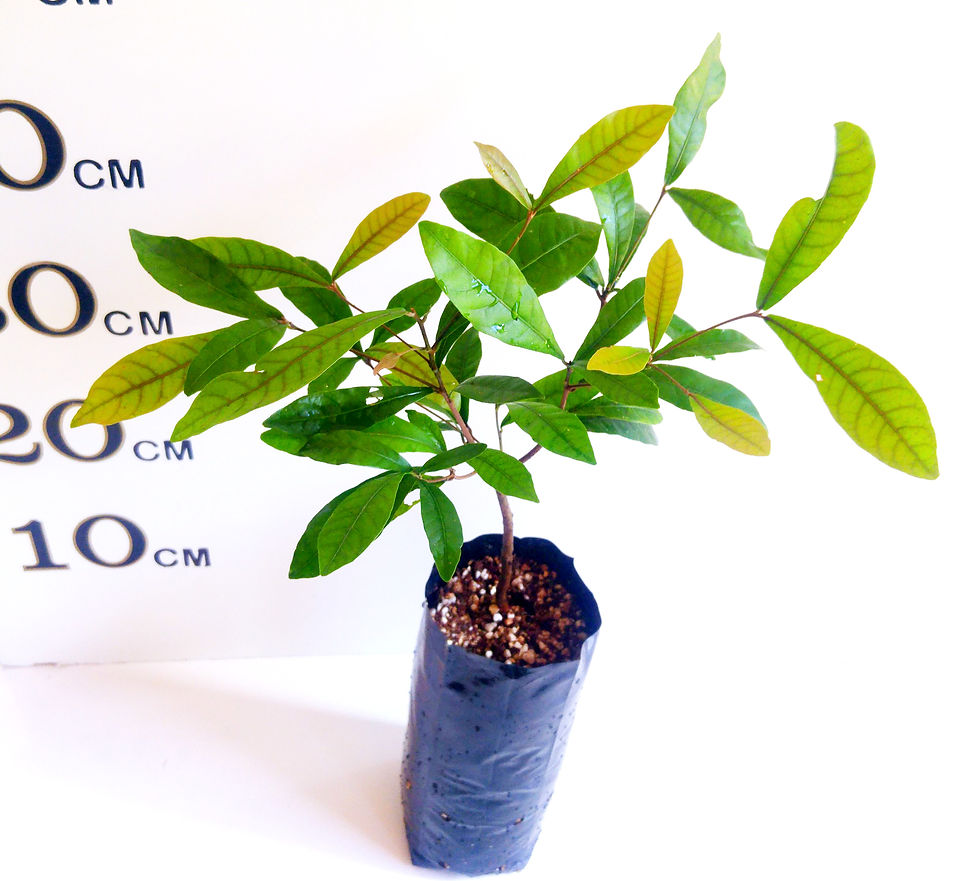 Thumbnail: Miracle Fruit / Berry Tree (2 years old)