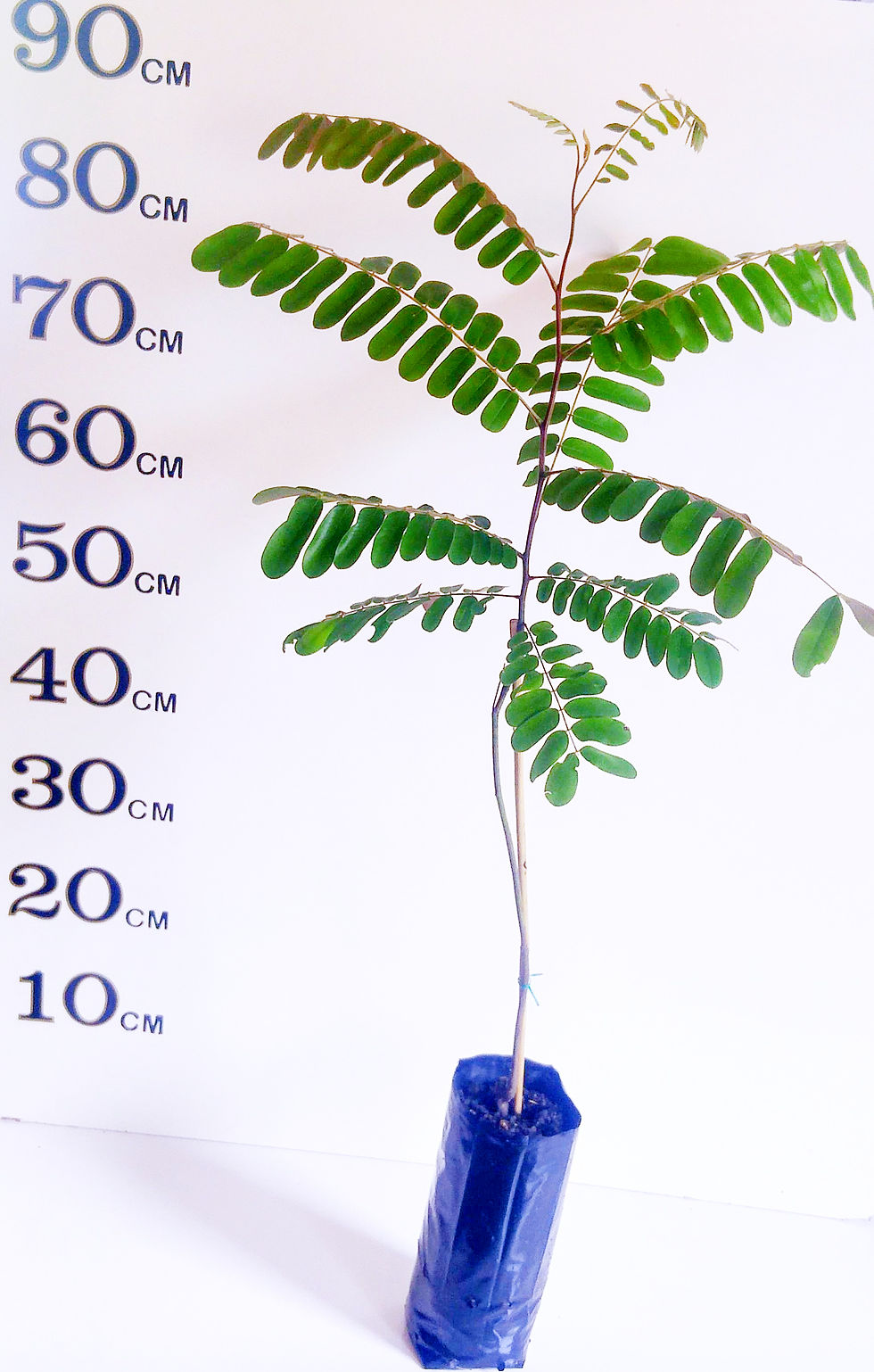 Online Fruit Tree Shop Buy Fruit Trees Online Australia Wide Delivery