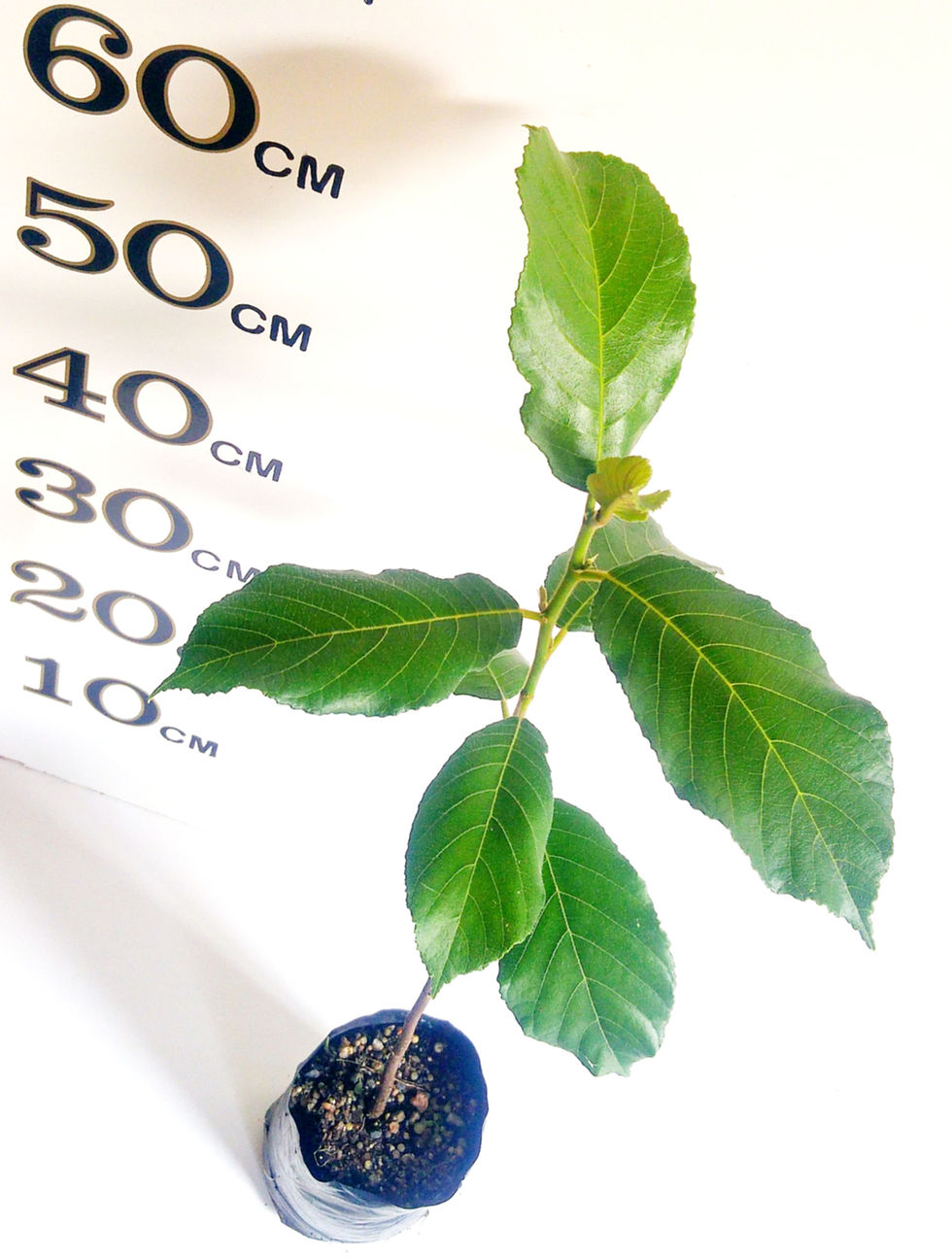 Thumbnail: Lakoocha (Monkey Jack Tree)Already Fruiting