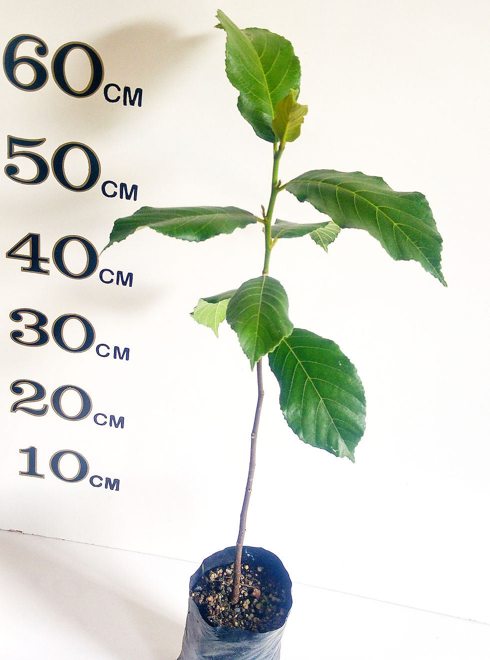 Thumbnail: Lakoocha (Monkey Jack Tree)Already Fruiting