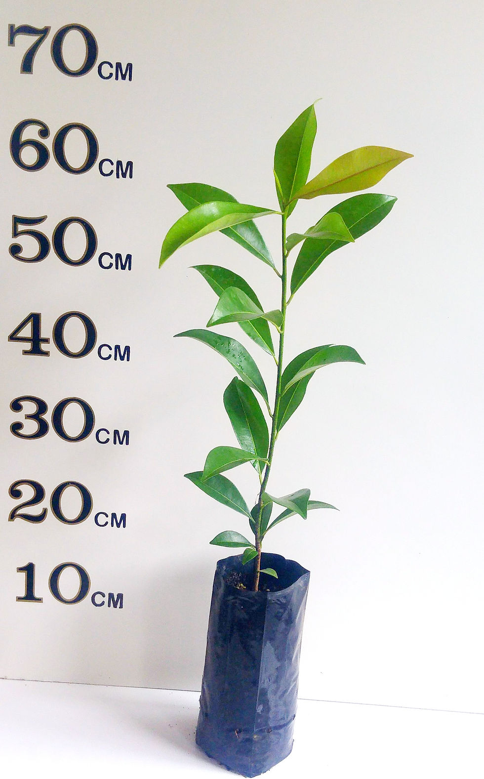 Thumbnail: Sapodilla Tree (2 years old)