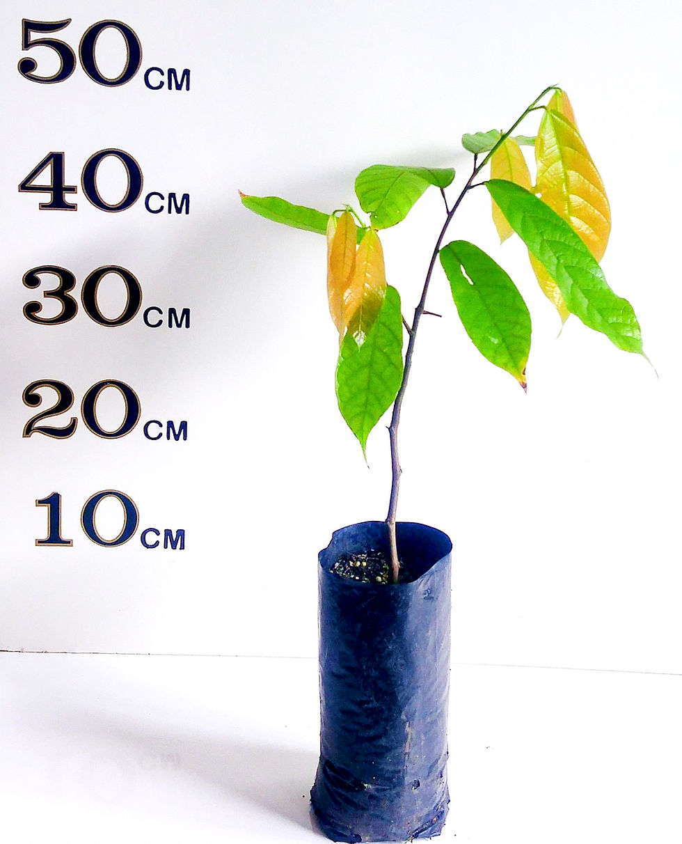 Thumbnail: Cacao Cocoa Tree (Chocolate)Already Fruiting