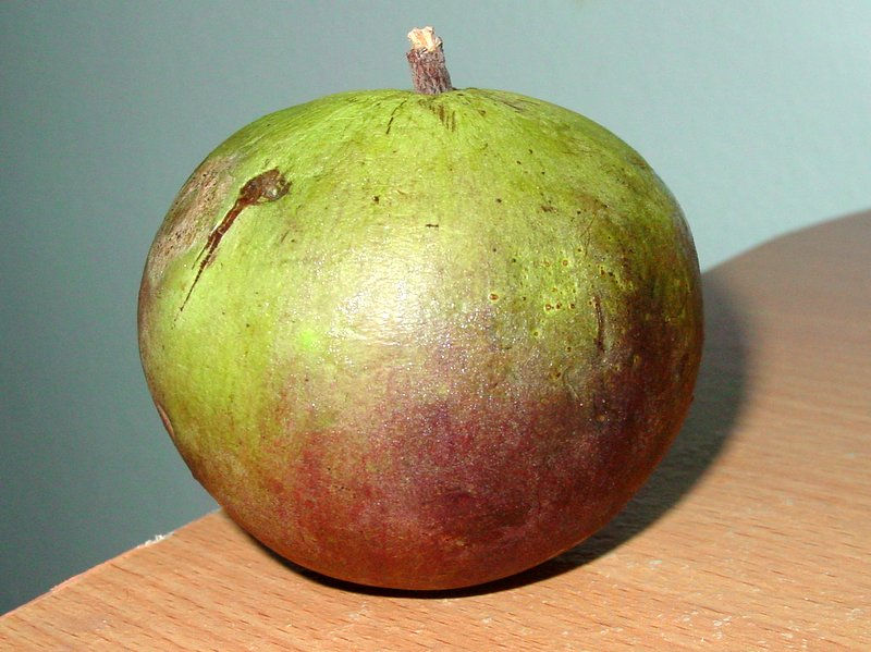 Thumbnail: Star Apple ALVA (Already Fruiting)