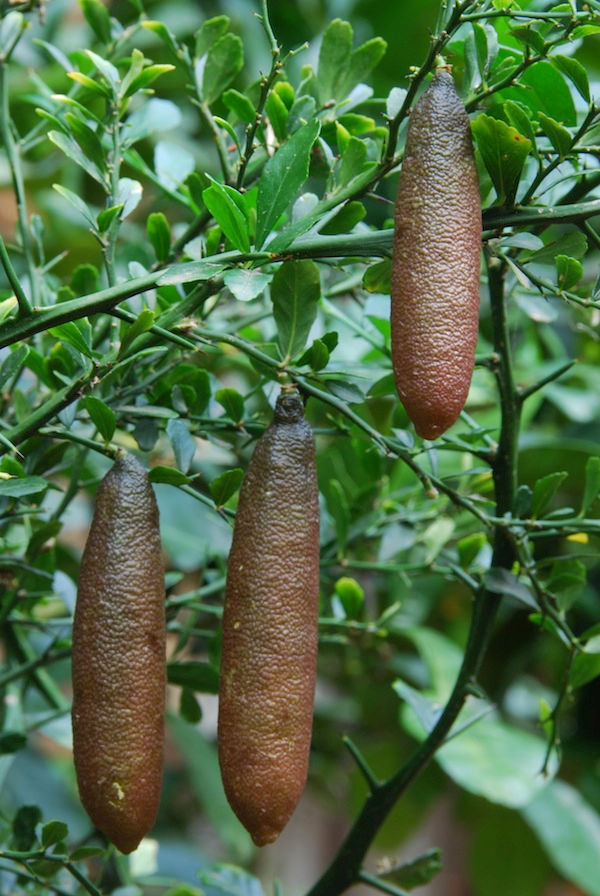 Thumbnail: Finger Lime Tree Jali Red MARCOT (QLD POSTAGE ONLY)
