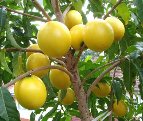 Thumbnail: Abiu Z4 Fruit Tree (Already Fruiting)