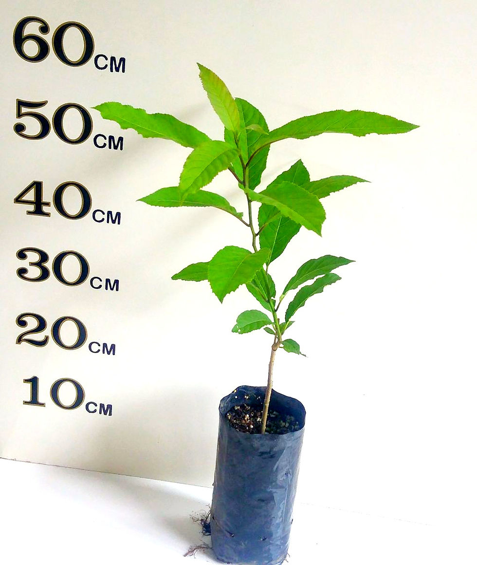 Online Fruit Tree Shop Buy Fruit Trees Online Australia Wide