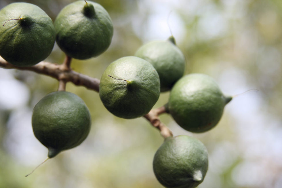Thumbnail: Macadamia Nut Tree (1 years old)