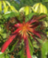 Malabar chestnut (Pachira Insignis) Red flower