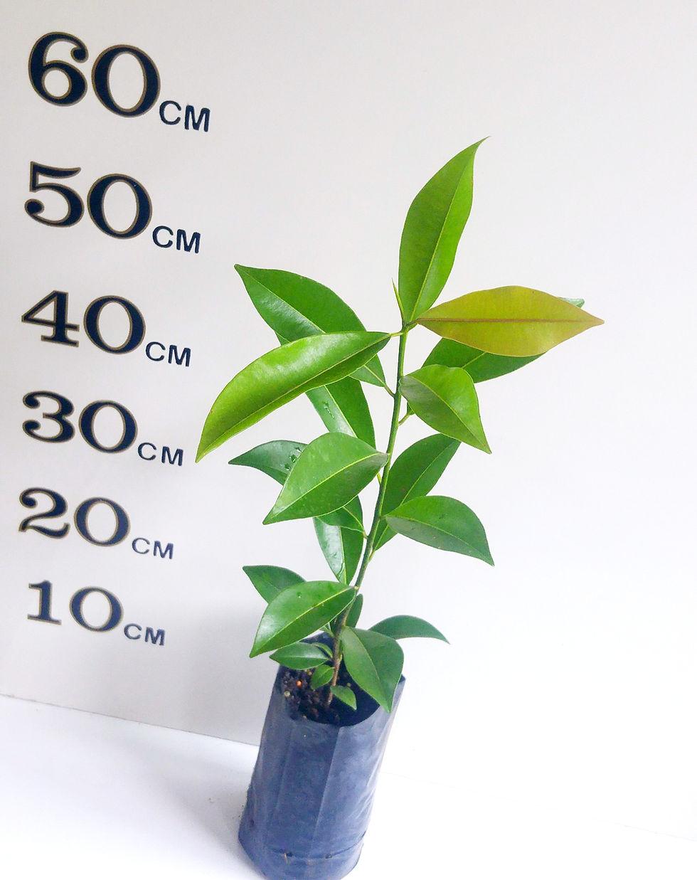 Thumbnail: Sapodilla Tree (2 years old)