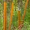 Thumbnail: Cinnamon Tree (2 years old)