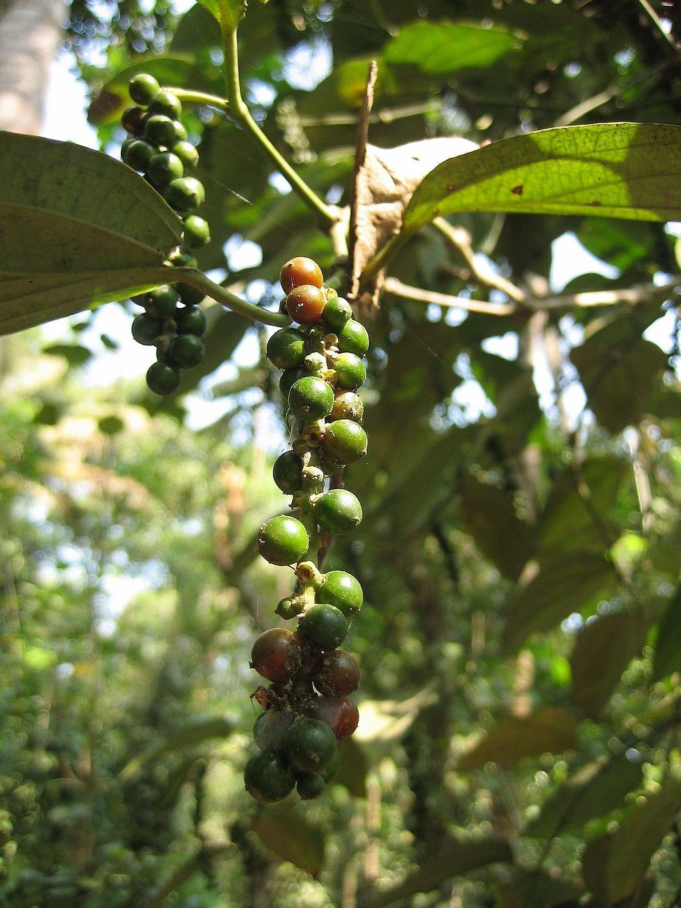 Thumbnail: Pepper Vine Black (Already Fruiting)