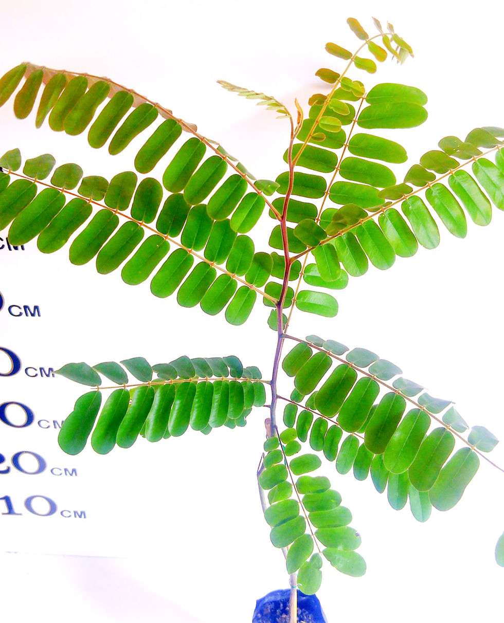 Thumbnail: Cassia Grandis Tree (1 Years Old)