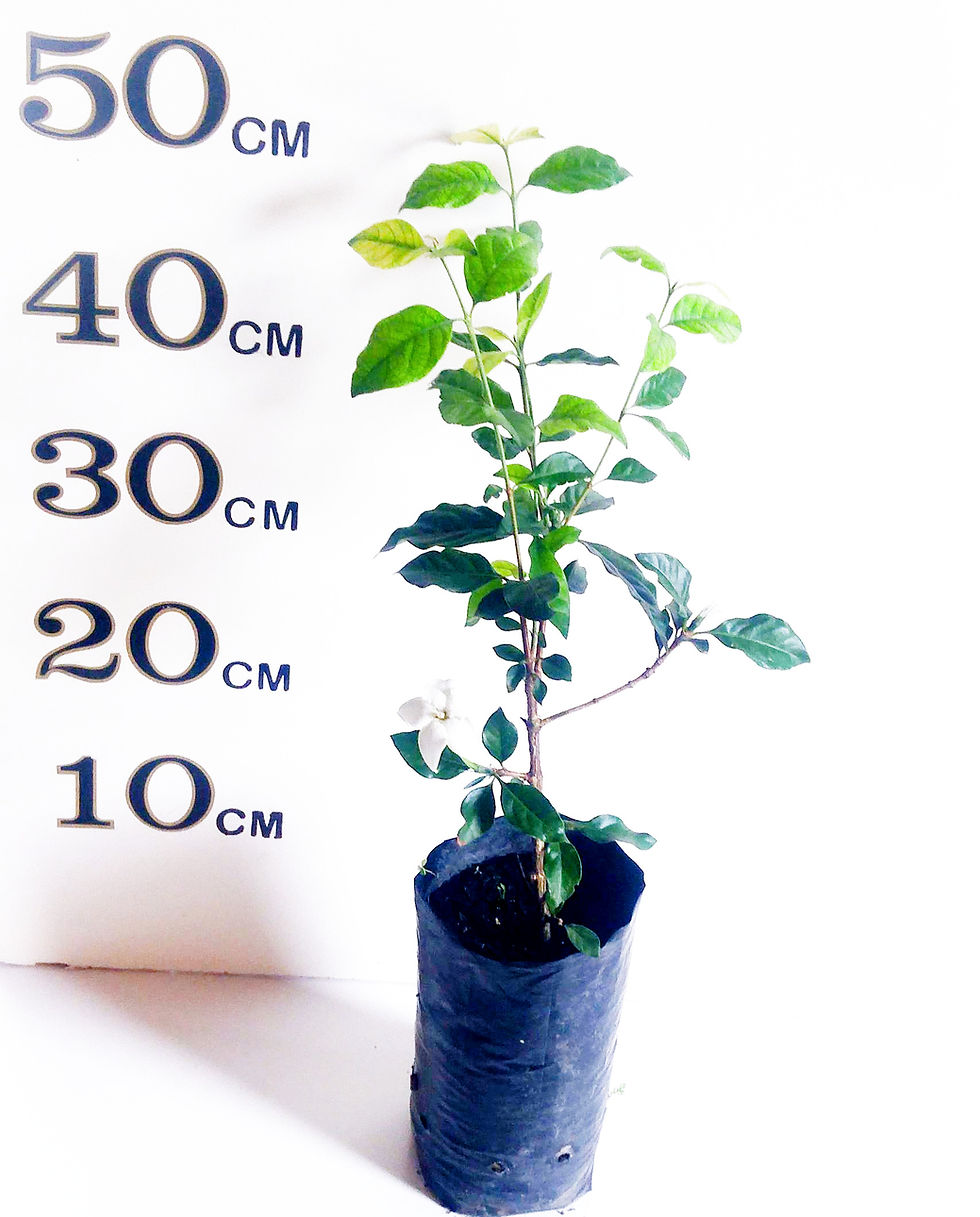 Online Fruit Tree Shop Buy Fruit Trees Online Australia Wide Delivery