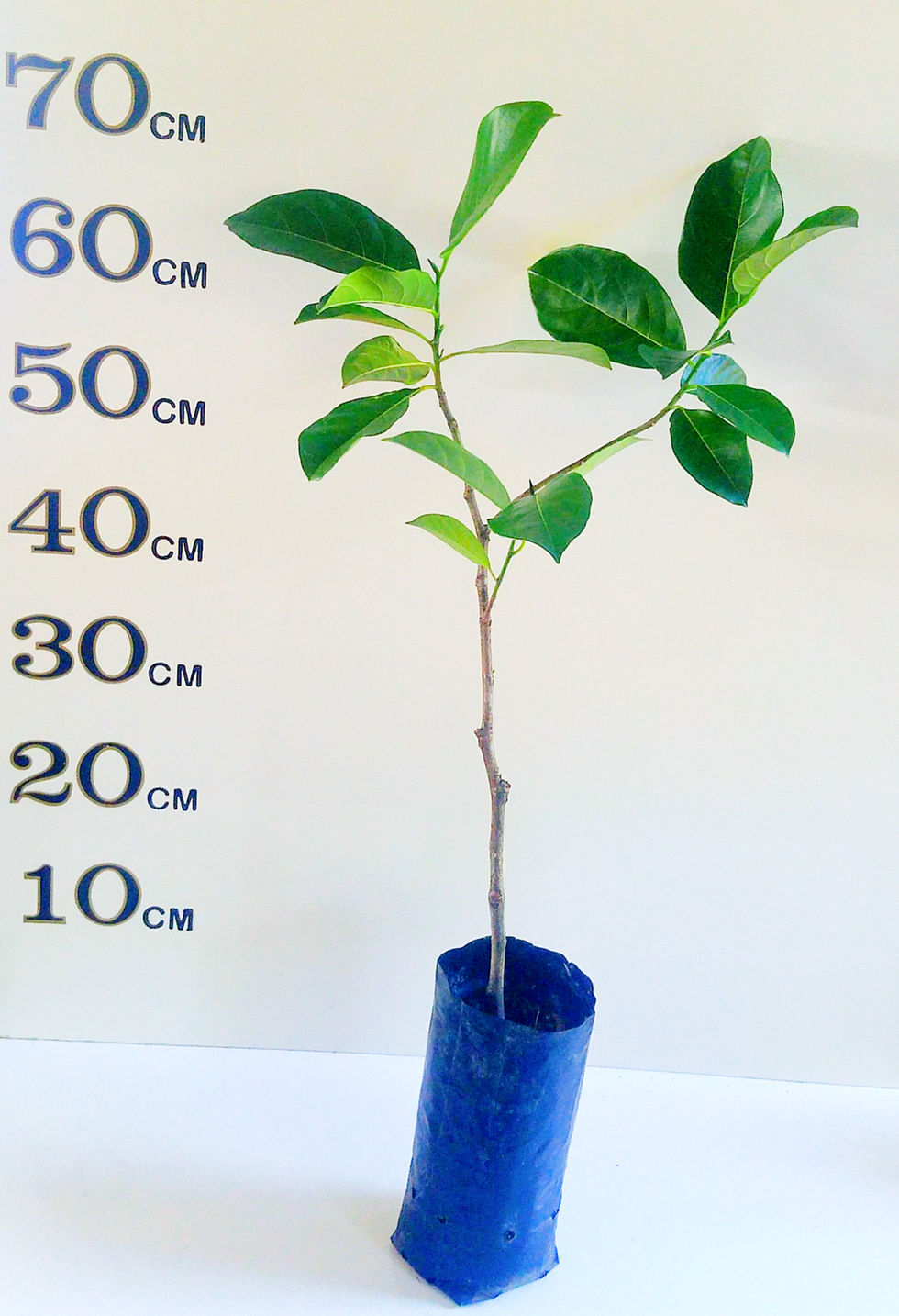 Online Fruit Tree Shop Buy Fruit Trees Online Australia Wide