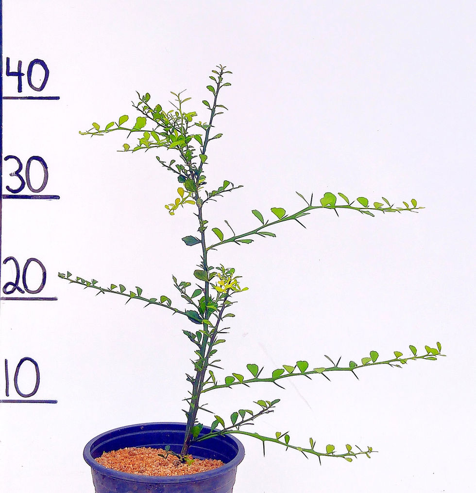Thumbnail: Finger Lime Tree Jali Red MARCOT (QLD POSTAGE ONLY)