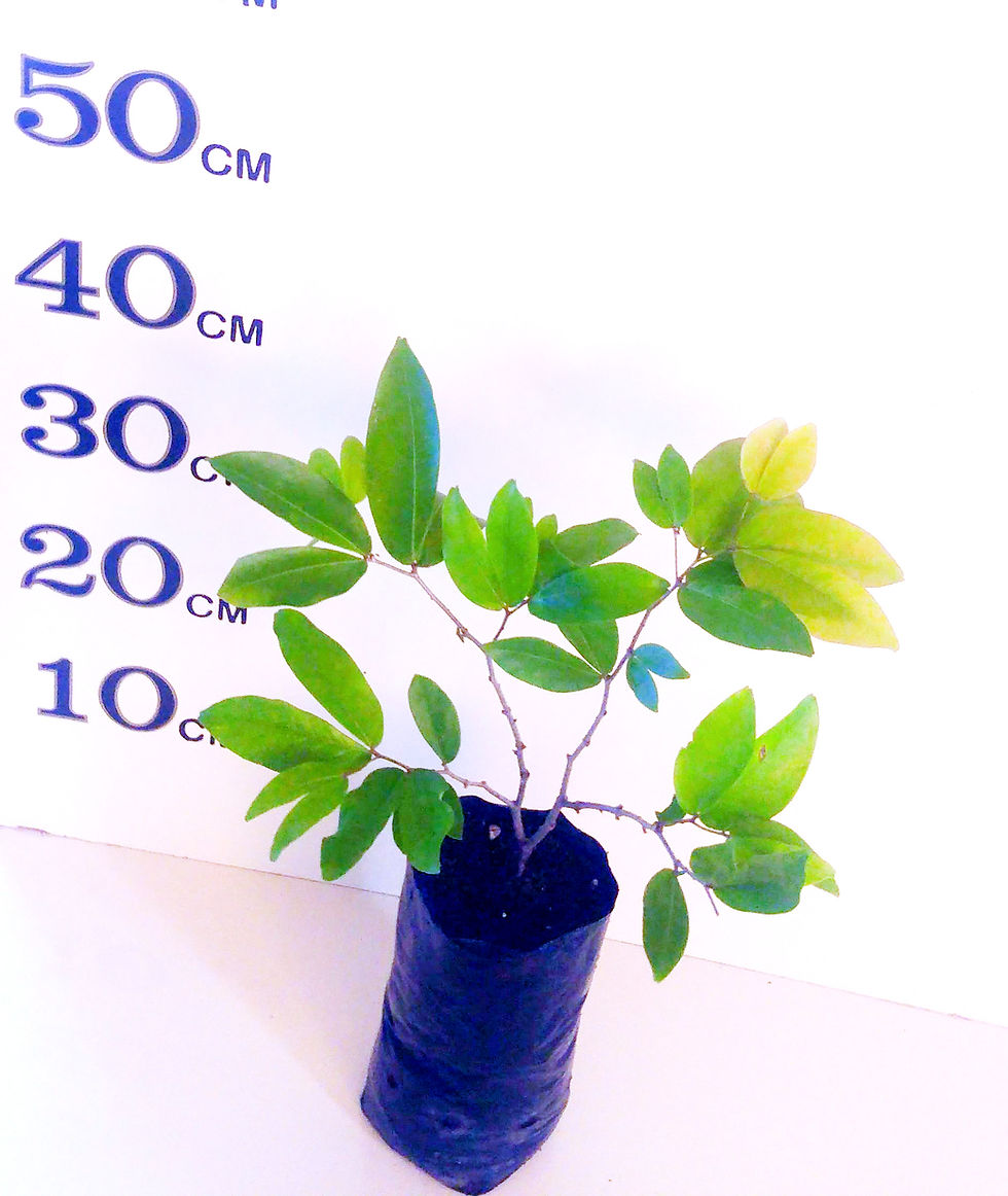 Thumbnail: Nam Nam Tree  ( Cynometra Cauliflora )