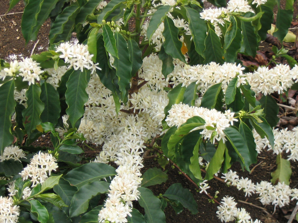 Thumbnail: Coffee Tree Arabica (2 Years old)