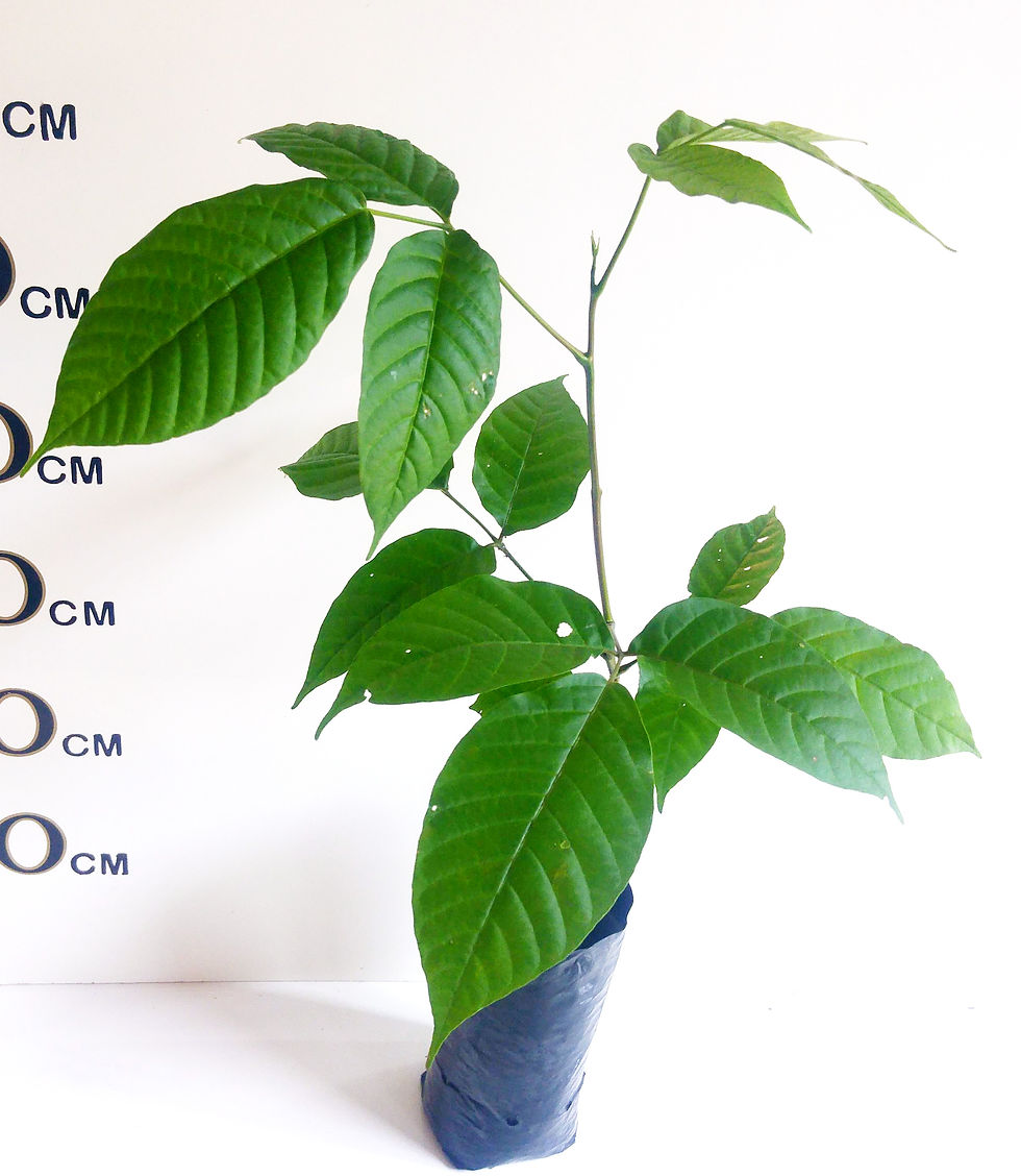 Thumbnail: Santol Tree Sweet Variety (3 years old)