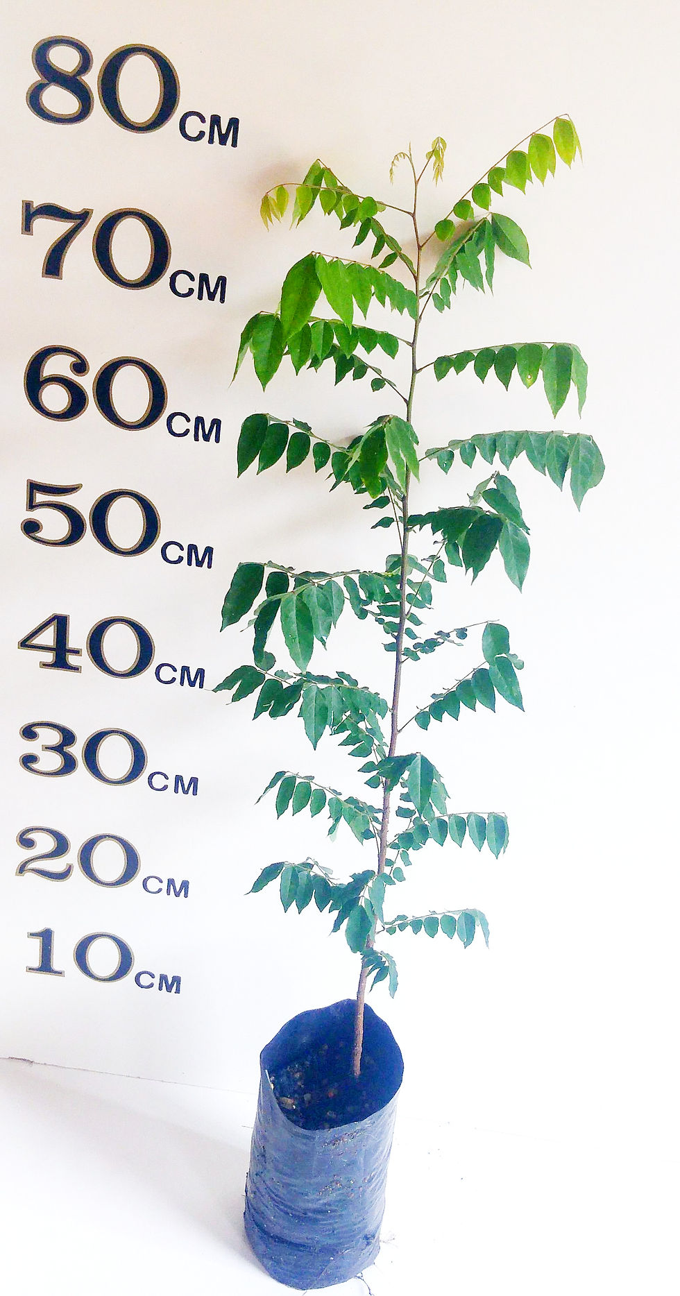 Thumbnail: Bilimbi Fruit Tree
