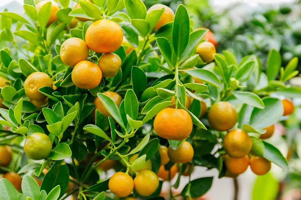 Thumbnail: Calamansi / Calamondin (Already Fruiting)