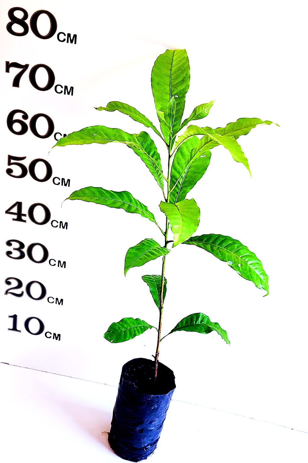 Thumbnail: Abiu E4 Fruit Tree (Already Fruiting)