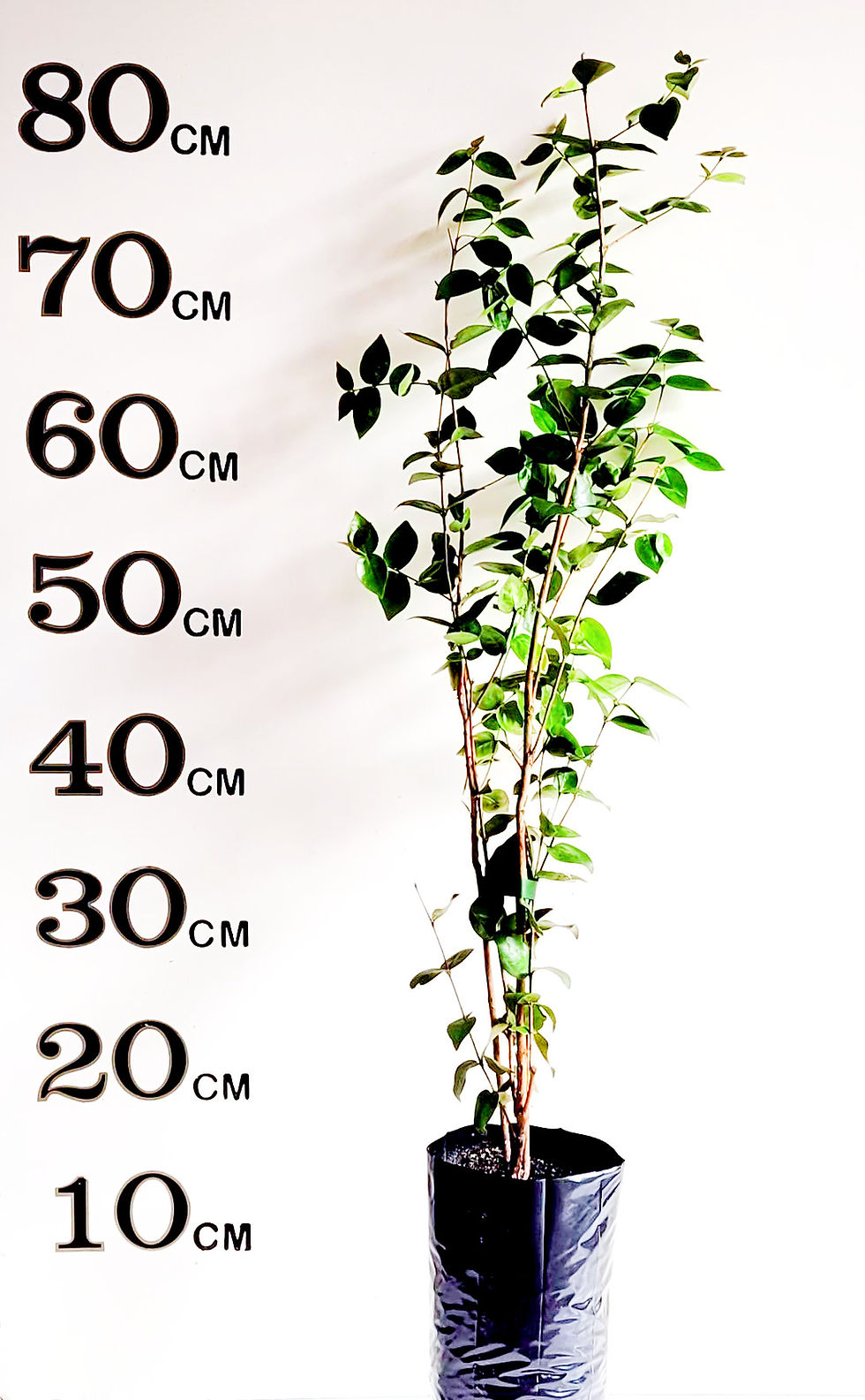 Thumbnail: Brazilian Cherry Black (Already fruiting)