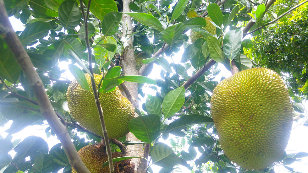Thumbnail: Jack Fruit Orange Crisp / Crunch 2 years old