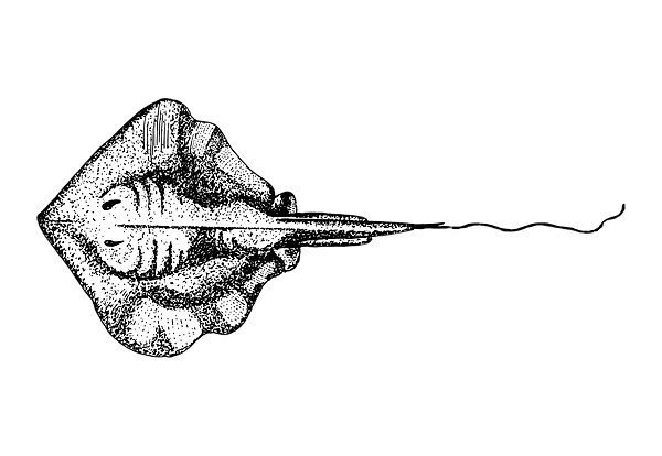 Stingray%20Sketch_edited.png