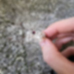 Thumbnail: Organic ring with a garnet stone surrounded by two bows