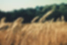 Wheat Field